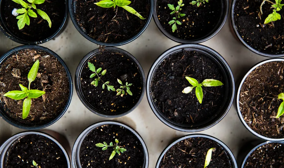 A Seed Funding Alternative for Startups